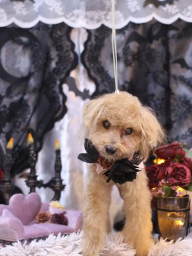 20231022モカくん